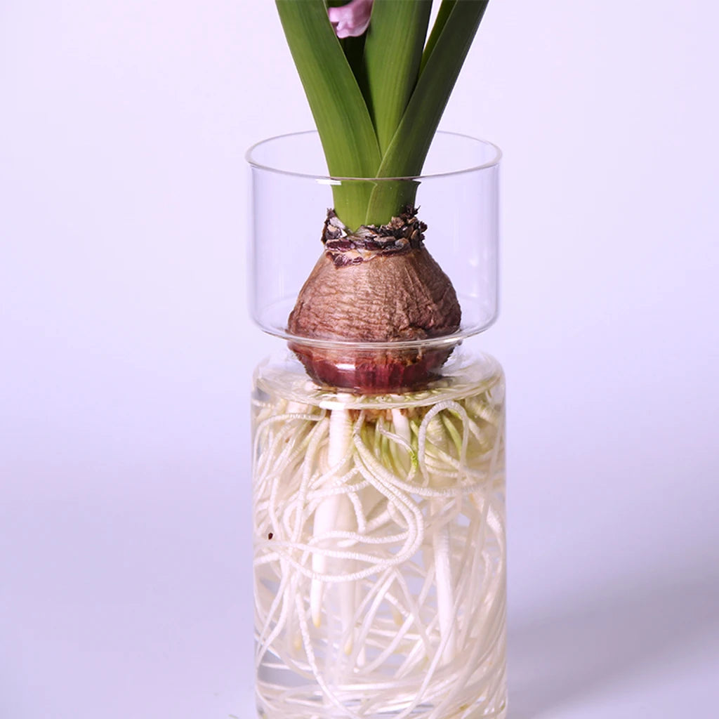 Vaso Decorativo para Plantas Hidropônicas Transparente de Vidro para Plantas em sala decorada