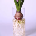 Vaso Decorativo para Plantas Hidropônicas Transparente de Vidro para Plantas em sala decorada