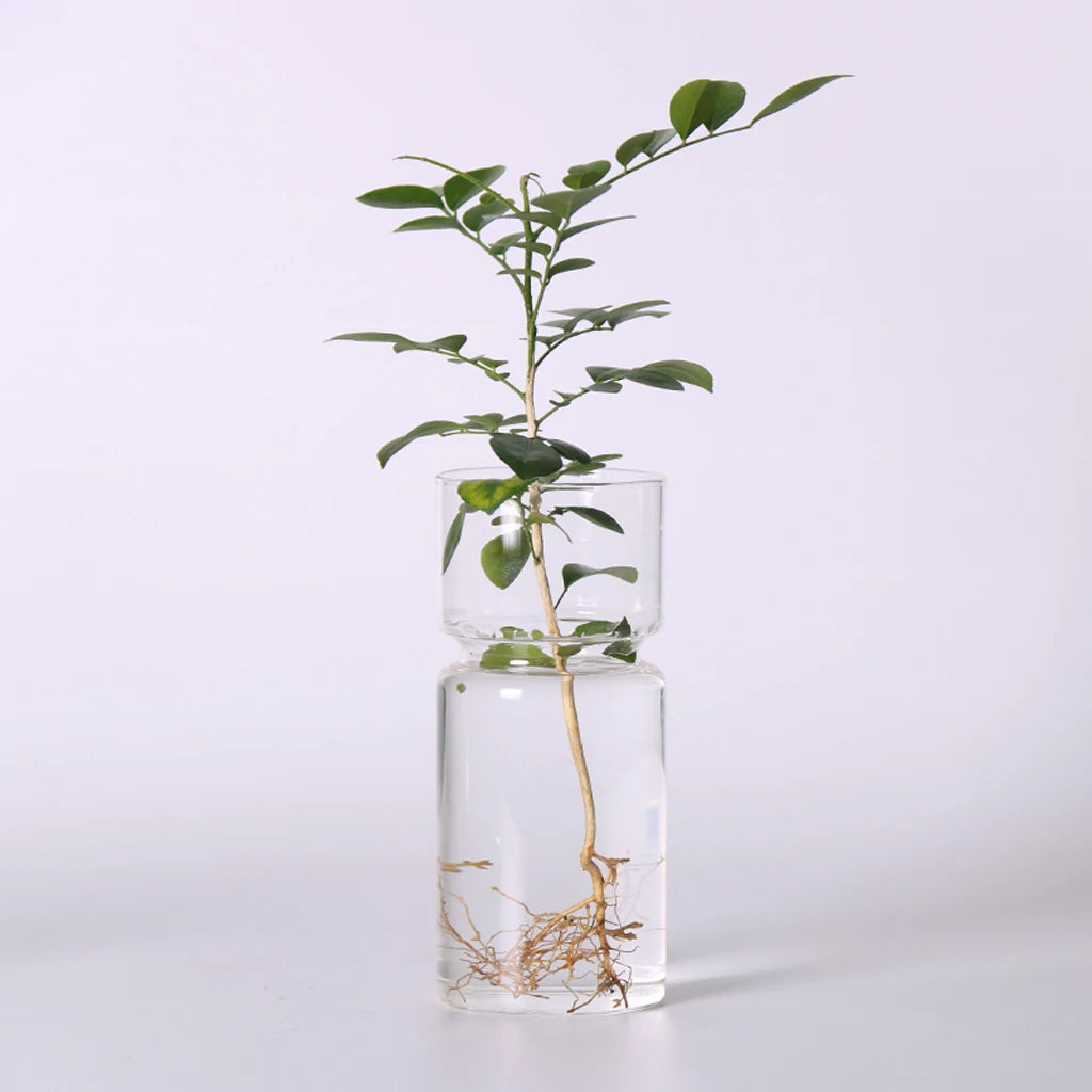 Vaso Decorativo para Plantas Hidropônicas Transparente de Vidro para Plantas em sala decorada