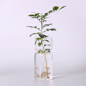 Vaso Decorativo para Plantas Hidropônicas Transparente de Vidro para Plantas em sala decorada