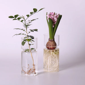 Vaso Decorativo para Plantas Hidropônicas Transparente de Vidro para Plantas com detalhe de textura e acabamento