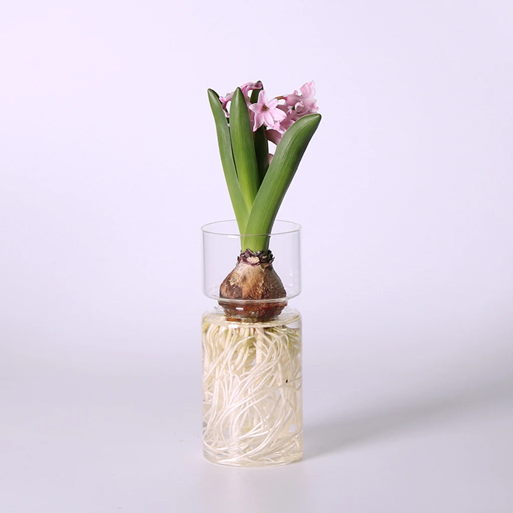 Vaso Decorativo para Plantas Hidropônicas Transparente de Vidro para Plantas em sala decorada