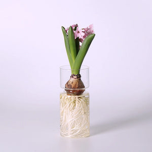 Vaso Decorativo para Plantas Hidropônicas Transparente de Vidro para Plantas em sala decorada